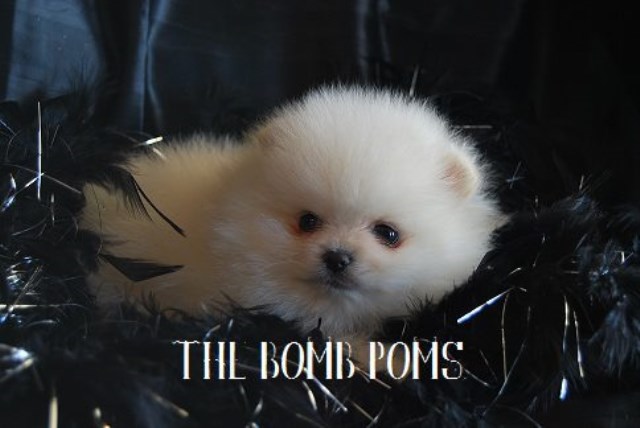 The Bomb Poms