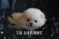 The Bomb Poms Pomeranian breeder