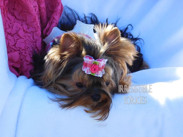 Yorkshire Terrier Breeder 27932