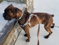 mark hayden - Boxer Stud