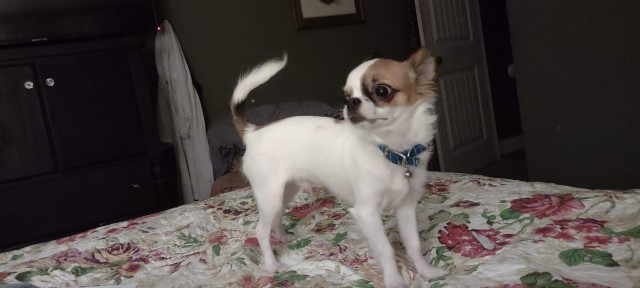 Chihuahua Breeder 30597