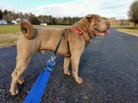 Chinese Shar Pei thumbnail