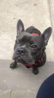Yarizell Contreras - French Bulldog Stud