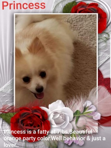 pomeranian breeder ga georgia pomeranians south