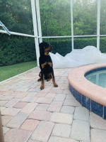 Rottweiler Studs near you