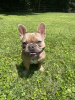 Kayla Gisseman - French Bulldog Stud