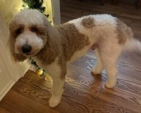 Sue Kraft - Goldendoodle Stud