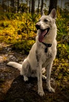 Alex and Jennifer - German Shepherd Dog Stud