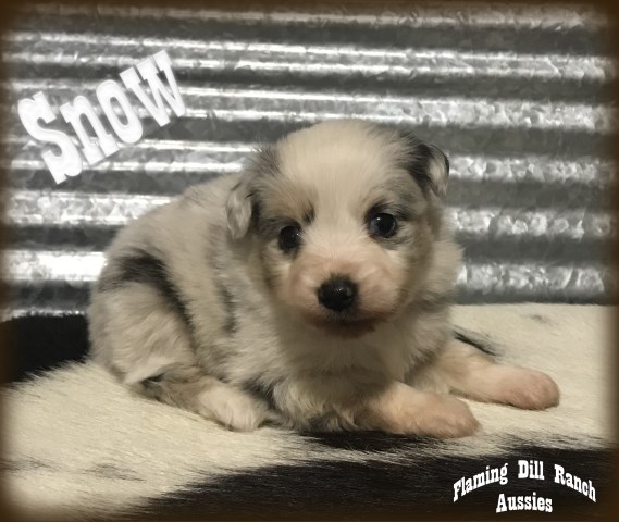 Miniature Australian Shepherd puppy for sale + 51434