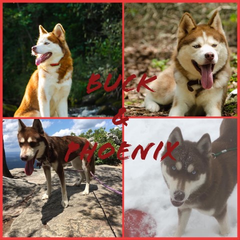 Wanting to do a Puppy Swap