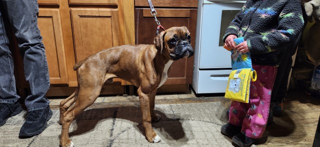 Boxer puppy for sale + 66217
