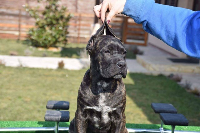 Cane Corso puppy for sale + 56384