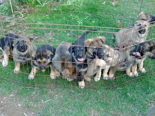 German Shepherd Puppies