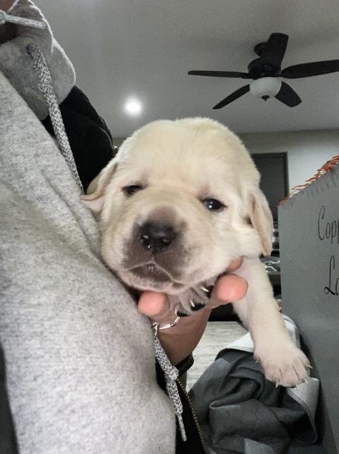 Labrador Retriever puppy for sale + 64448