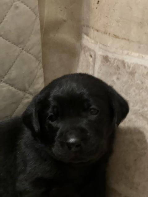 Akc labrador pups