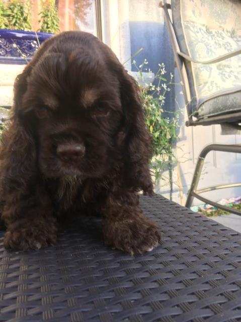 Adorable chocolate and tan AKC cocker spaniel puppies