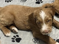 Standard Size Goldendoodle Goldendoodle for sale/adoption