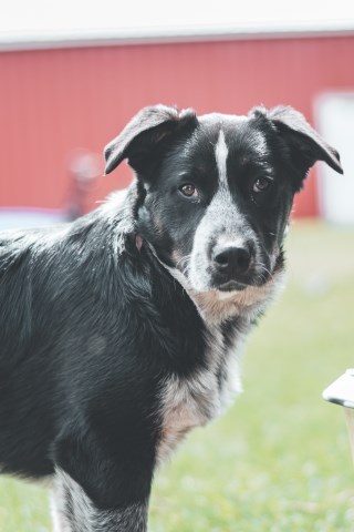 Free Texas Heeler. Australian Shepherd/Blue Heeler Mix