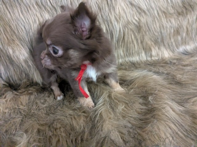 Chihuahua puppy for sale + 67217