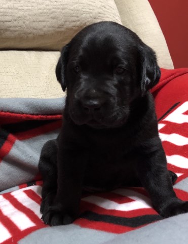 Labrador Puppy For sale