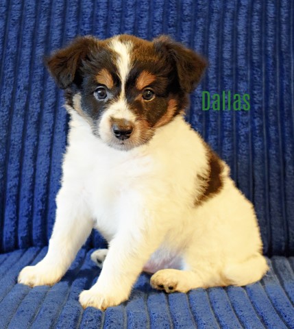 Pomsky puppy for sale + 64456