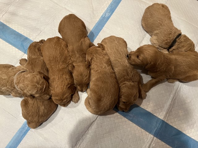 F1B Goldendoodle puppies