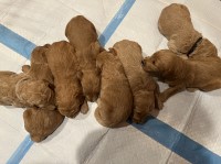 F1B Goldendoodle puppies Goldendoodle for sale/adoption