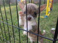 Candies Chihuahua Puppies Chihuahua for sale/adoption