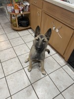 Looking for a loving home with kids! German Shepherd Dog for sale/adoption