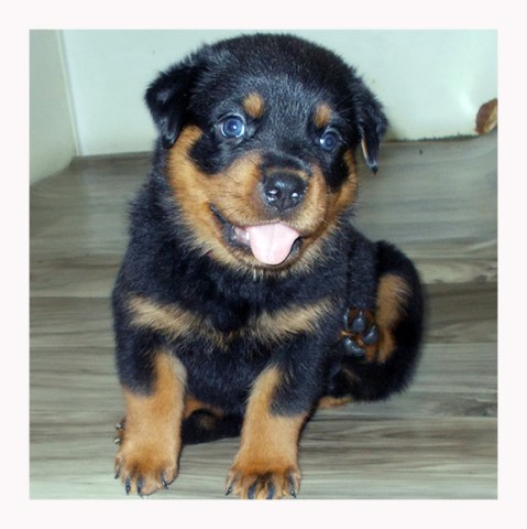 rottweiler akc