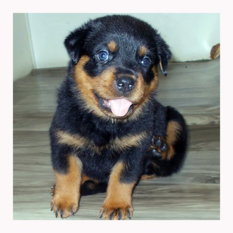 AKC Rottweiler Puppies