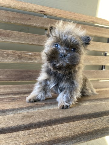 Shih Tzu puppy for sale + 65797