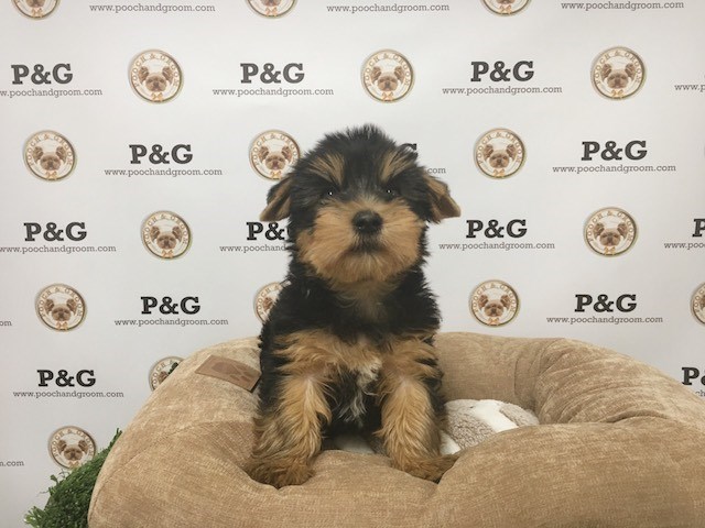 Yorkshire Terrier puppy for sale + 48077