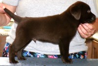 Labrador Retriever thumbnail