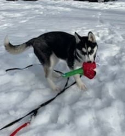 Siberian Husky puppy for sale + 59719