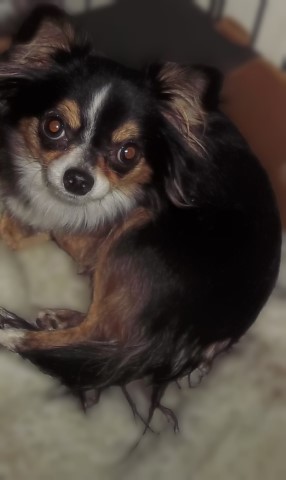 Chihuahua puppy for sale + 65311