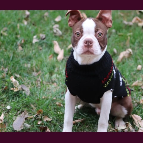 Boston Terrier puppy for sale + 65457