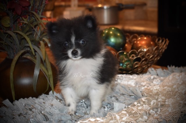 Pomeranian puppy for sale + 54052