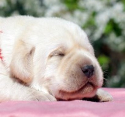 Labrador Retriever puppy for sale + 65983