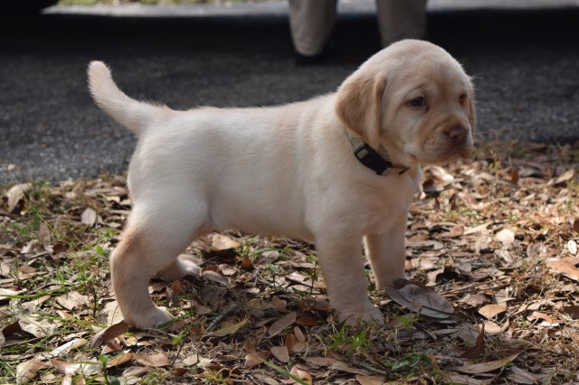 Labrador Retriever puppy for sale + 59504