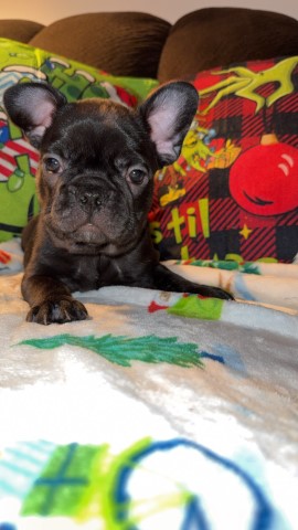 French Bulldog puppy for sale + 66310