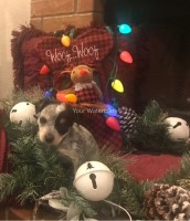 Female Cattle Jack / Jack Heeler Puppy Australian Cattle Dog for sale/adoption