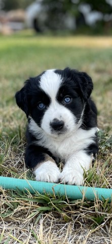 AKC Miniature Aussie SOLD