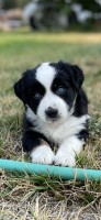AKC Miniature Aussie SOLD Miniature Australian Shepherd for sale/adoption