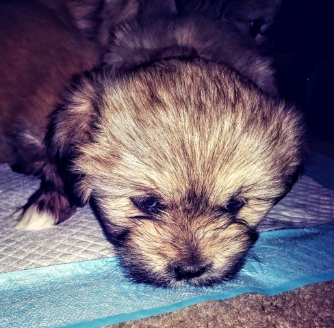 Lhasa Apso puppy for sale + 55671