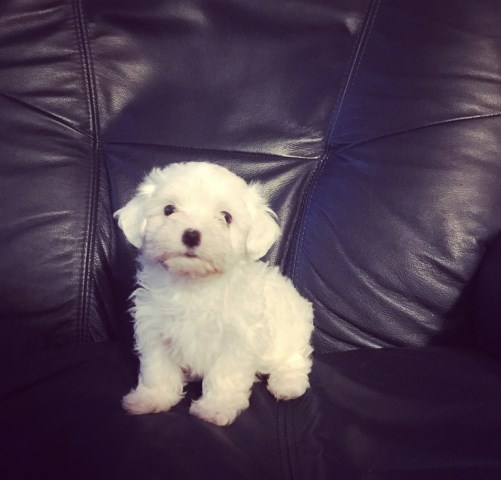 Maltese Puppies