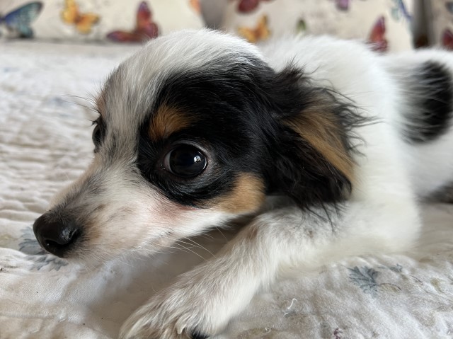 Australian Shepherd Dog puppy for sale + 65258