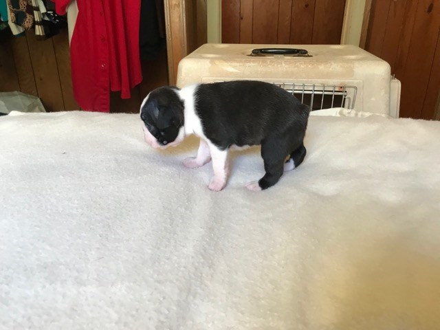 Boston Terrier puppy for sale + 54326