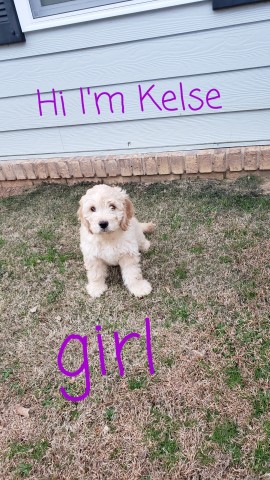 Goldendoodle puppy for sale + 65740