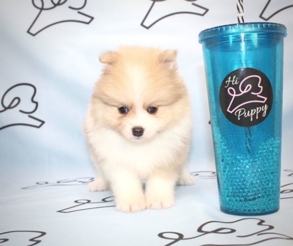 Saint - Teacup Pomeranian Puppy